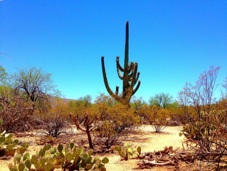 Saguaro National Park, National Park, saguaro, Arizona, Tucson, cactus, cacti, Sonoran Desert, desert