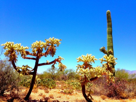 Saguaro National Park, National Park, saguaro, Arizona, Tucson, cactus, cacti, Sonoran Desert, desert