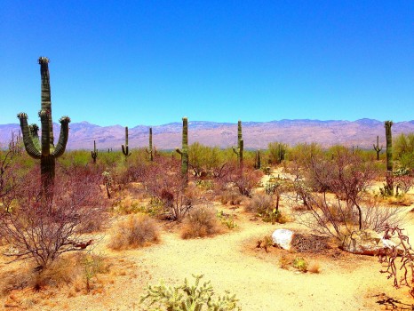 Saguaro National Park, National Park, saguaro, Arizona, Tucson, cactus, cacti, Sonoran Desert, desert