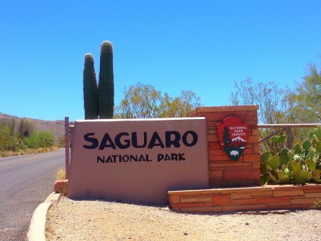 Saguaro National Park, National Park, saguaro, Arizona, Tucson, cactus, cacti, Sonoran Desert, desert