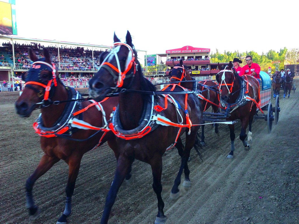 Calgary Stampede, rodeo, Chuck Wagon Racing, Alberta, Canada