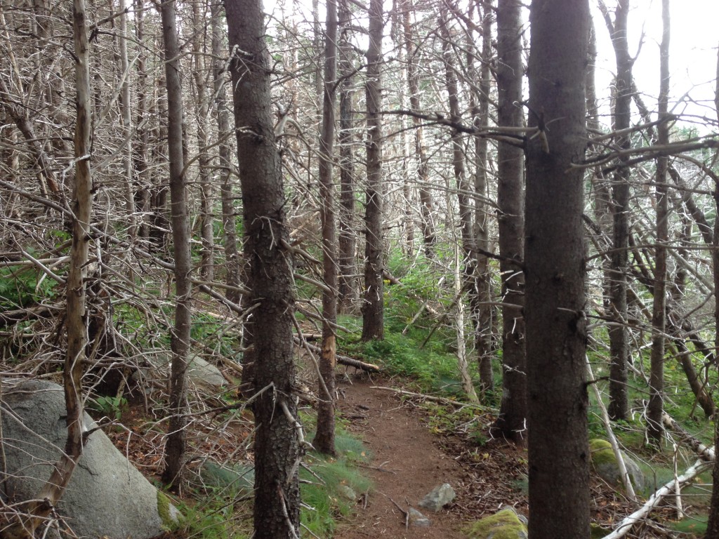 Cape Breton Island, Middle Head Forest, Nova Scotia, Canada