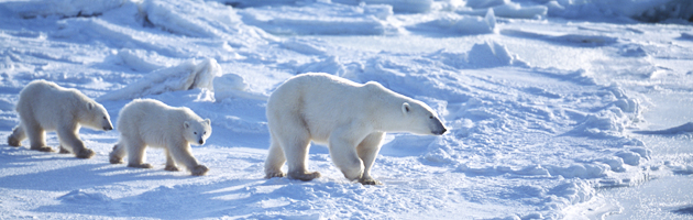 Kensington Tours Explorers in Residence, polar bear, arctic, Lee Abbamonte