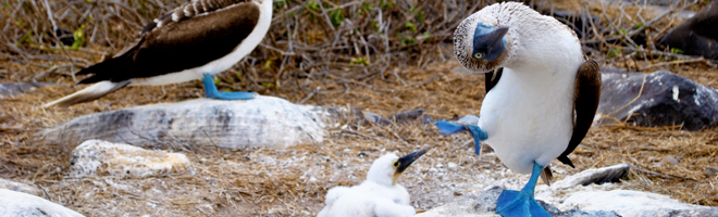 Galapagos, Lee Abbamonte