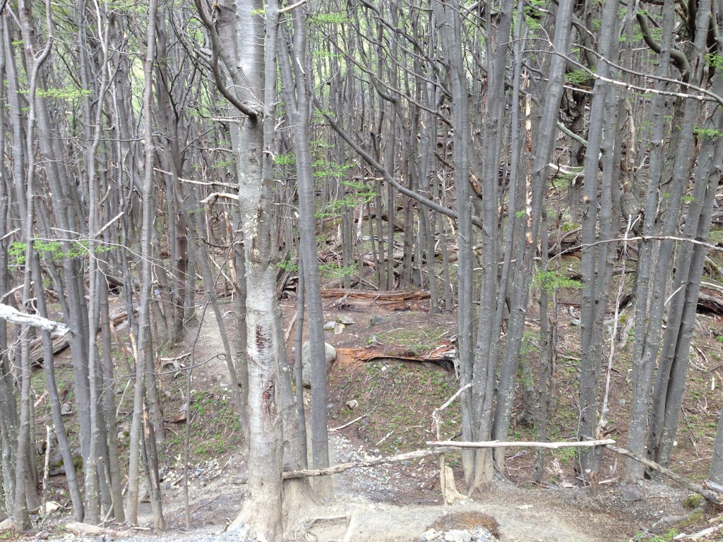 Forest in Torres del Paine, Chile