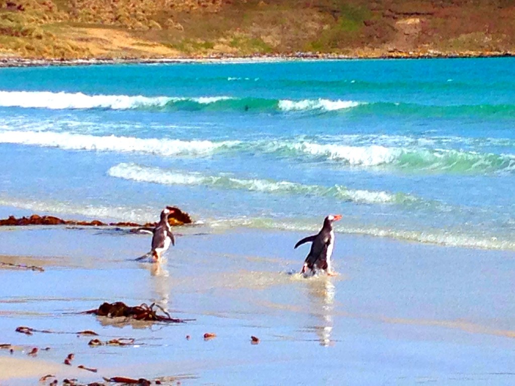 Carcass Island, Falkland Islands, Falklands, beach, gentoo penguins, Carcass Island Farmhouse