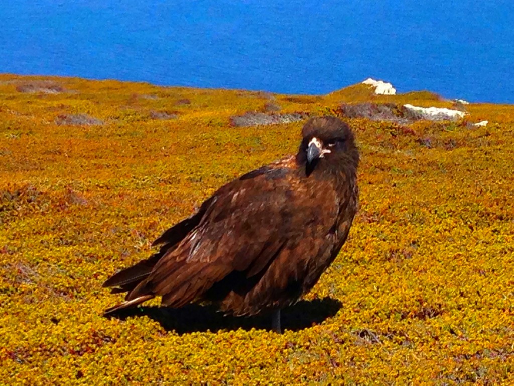 Carcass Island, Falkland Islands, Falklands, beach, gentoo penguins, Carcass Island Farmhouse, Striated caracara