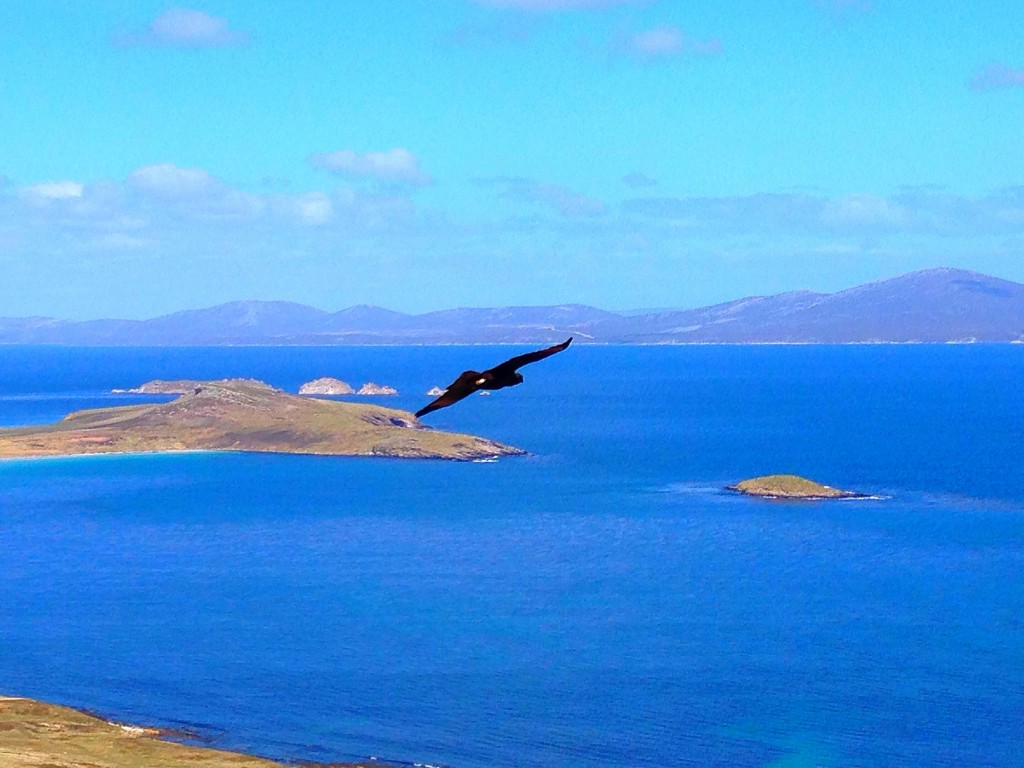 Carcass Island, Falkland Islands, Falklands, beach, gentoo penguins, Carcass Island Farmhouse, Striated caracara