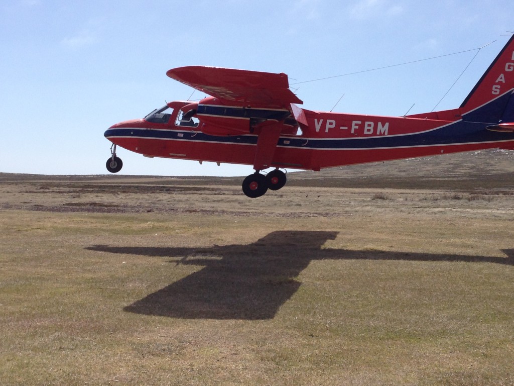 FIGAS, Carcass Island, Falkland Islands, Falklands, beach, gentoo penguins, Carcass Island Farmhouse