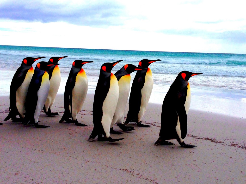 Falkland Islands, Volunteer Point, Falkland Islands Radio, king penguins