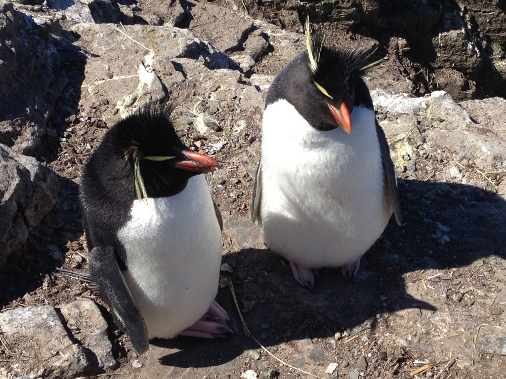 Bleaker Island, Falkland Islands, Rockhopper Penguins, Penguins