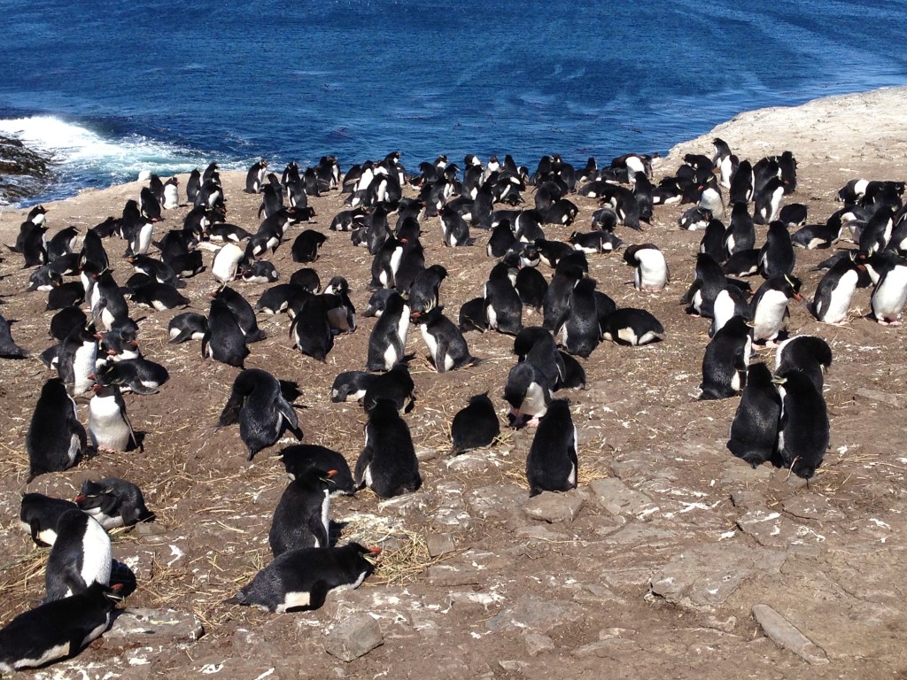 Bleaker Island, Falkland Islands, Rockhopper Penguins, Penguins