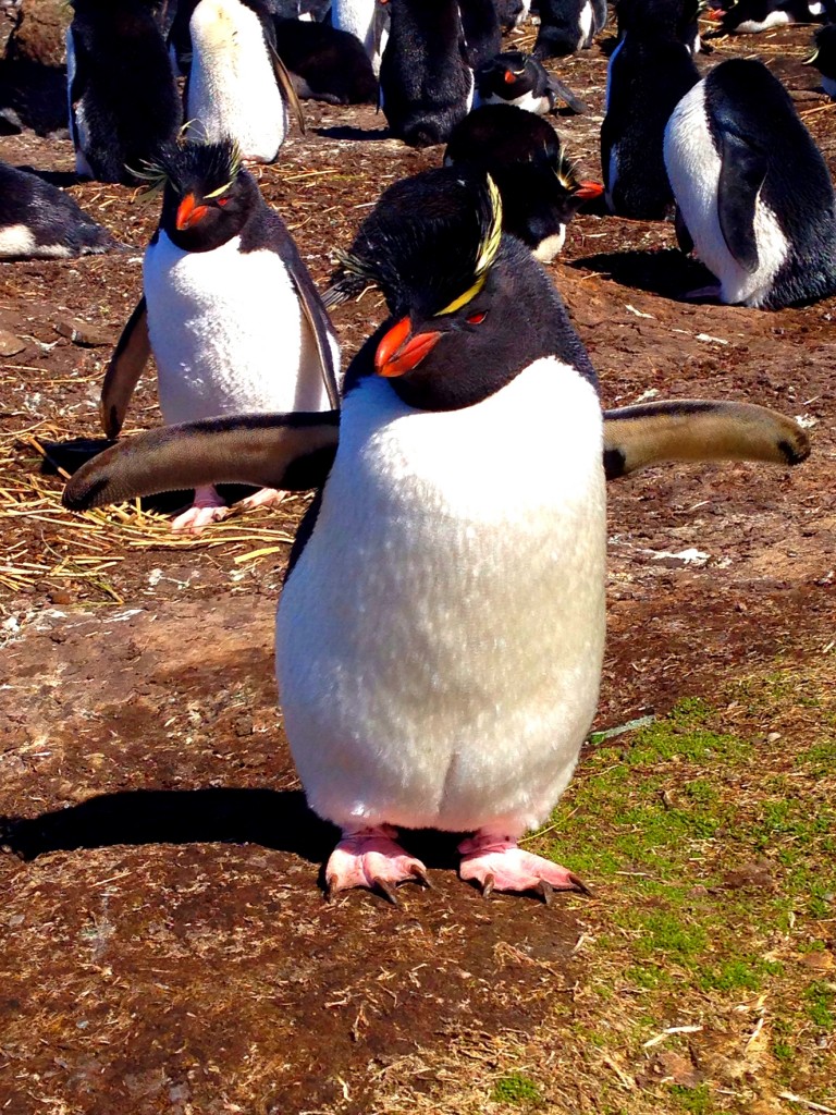 Bleaker Island, Falkland Islands, Rockhopper Penguins, Penguins