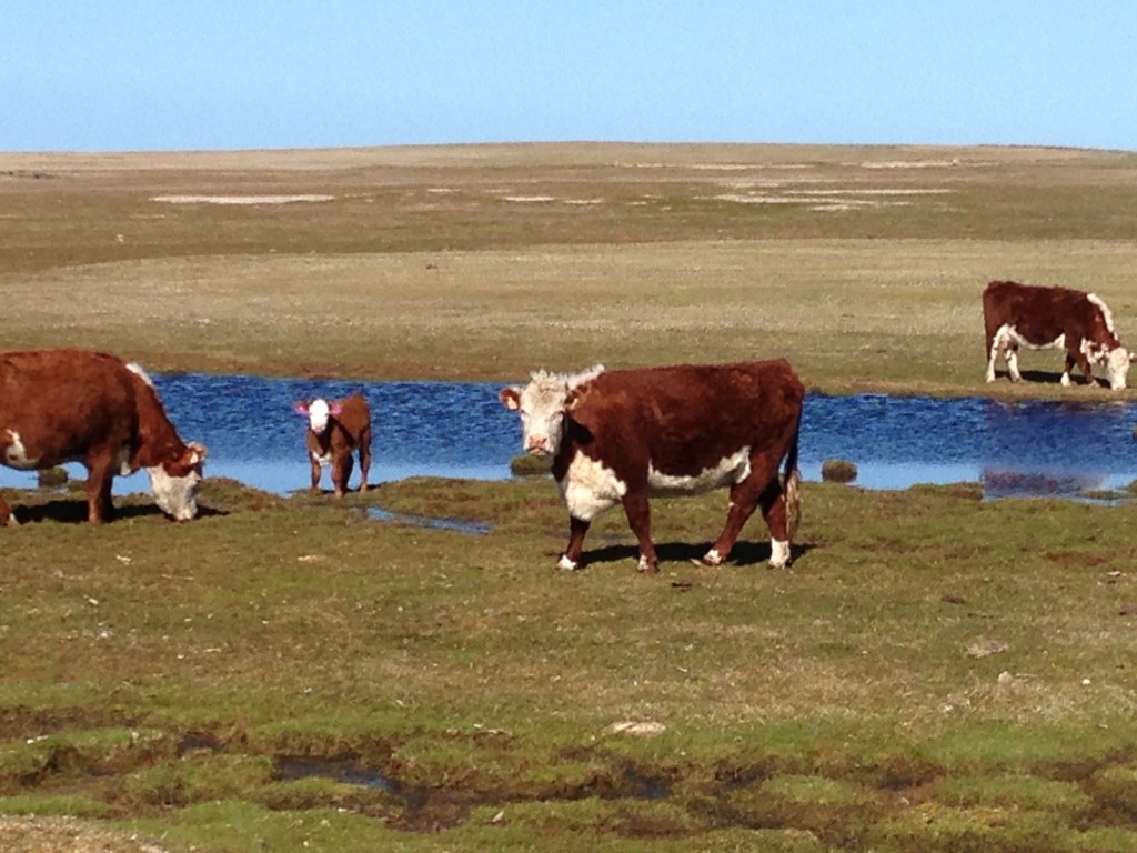 Bleaker Island, Falkland Islands, cows