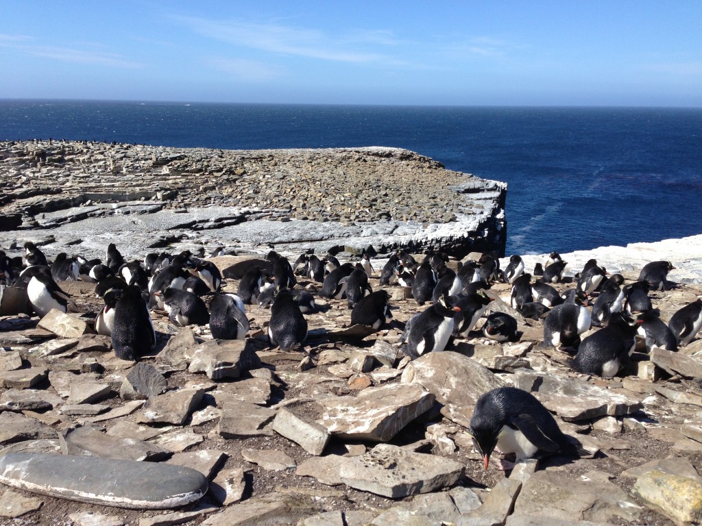 rockhopper penguins, sea lion island, falkland islands