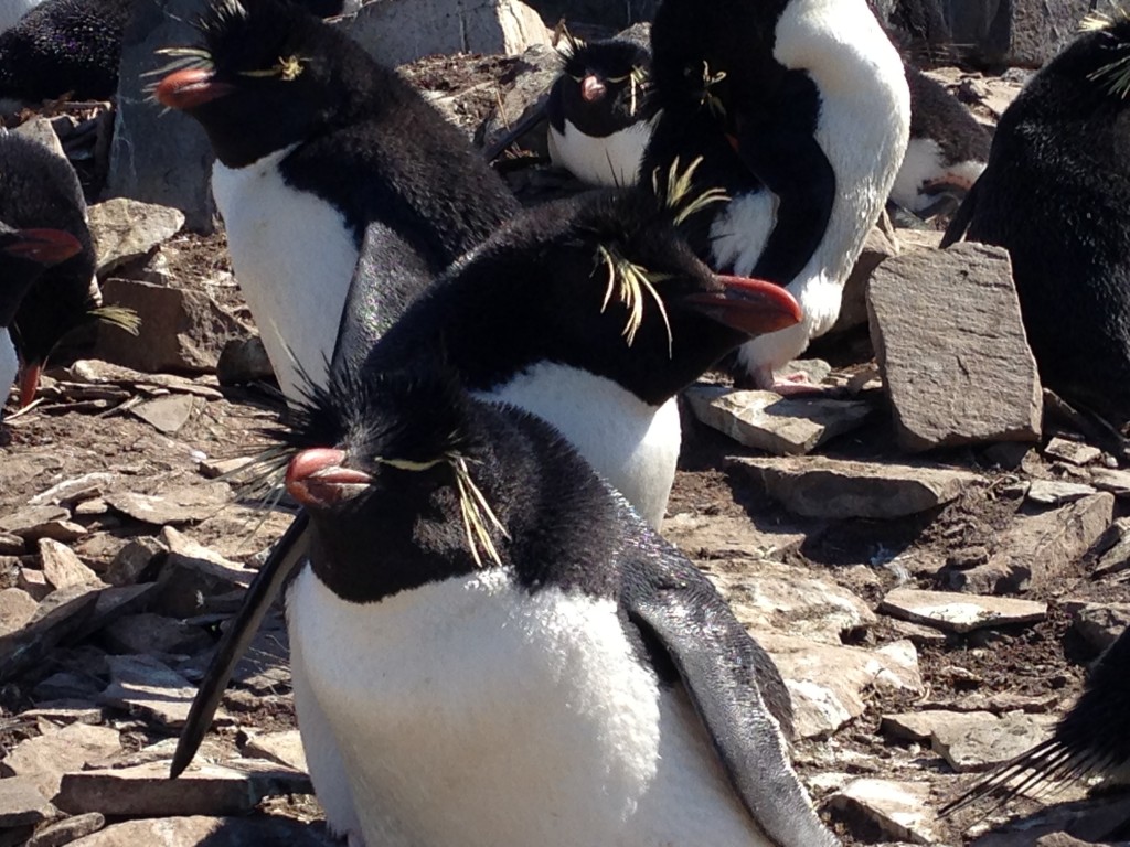 rockhopper penguins, sea lion island, falkland islands