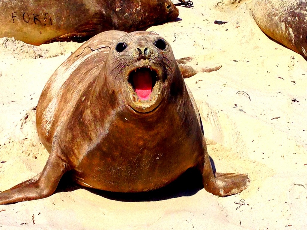 Sea Lion Island, Falkland Islands, elephant seals