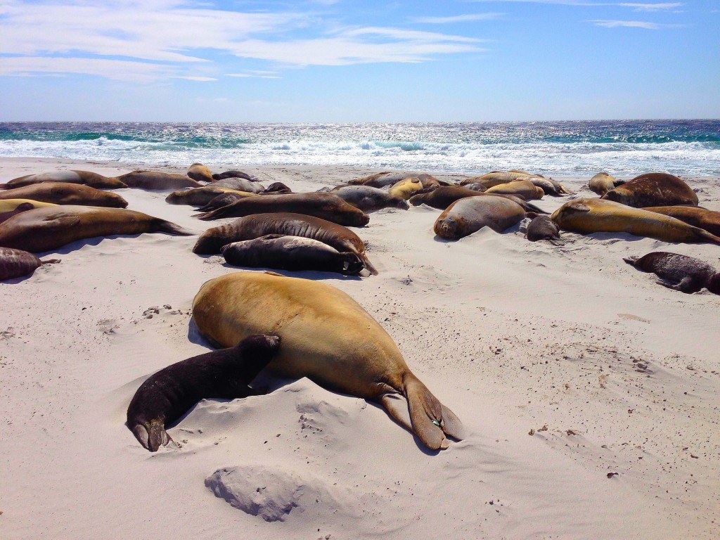 Sea Lion Island, Falkland Islands, elephant seals, beach