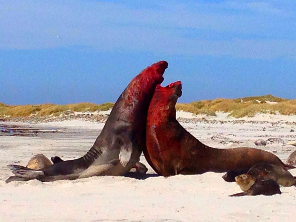 Sea Lion Island, Falkland Islands, elephant seals, fighting