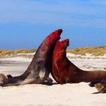 Sea Lion Island, Falkland Islands, elephant seals, fighting