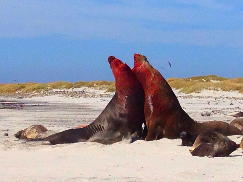 Sea Lion Island, Falkland Islands, elephant seals, fighting