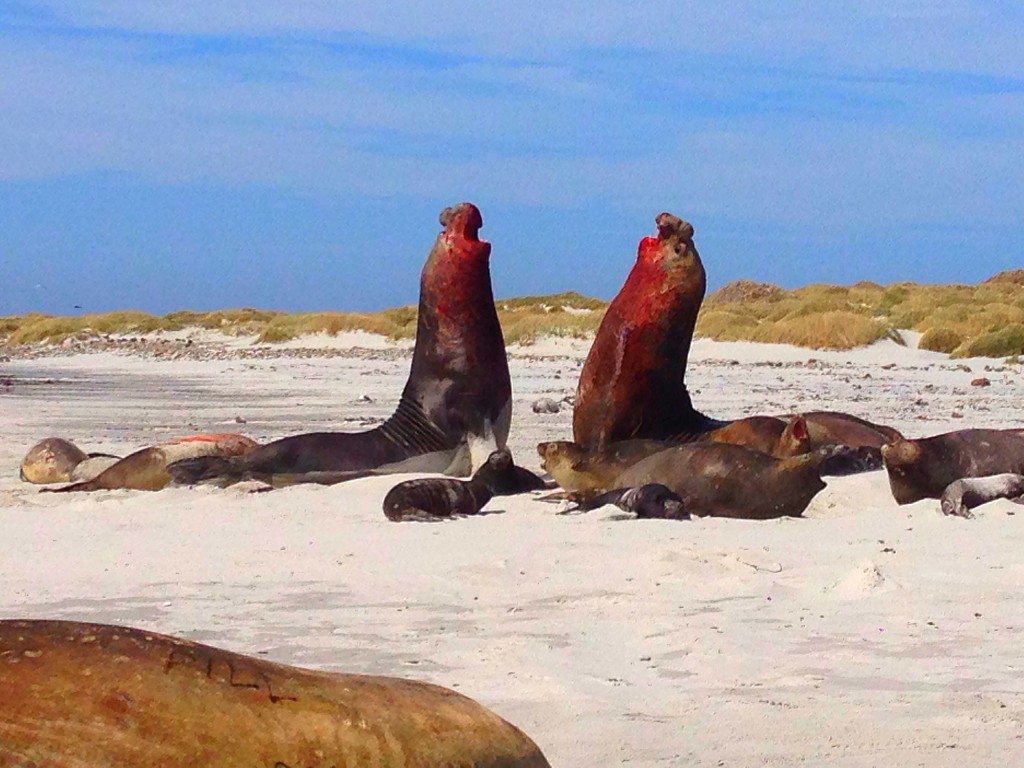 Sea Lion Island, Falkland Islands, elephant seals, fighting