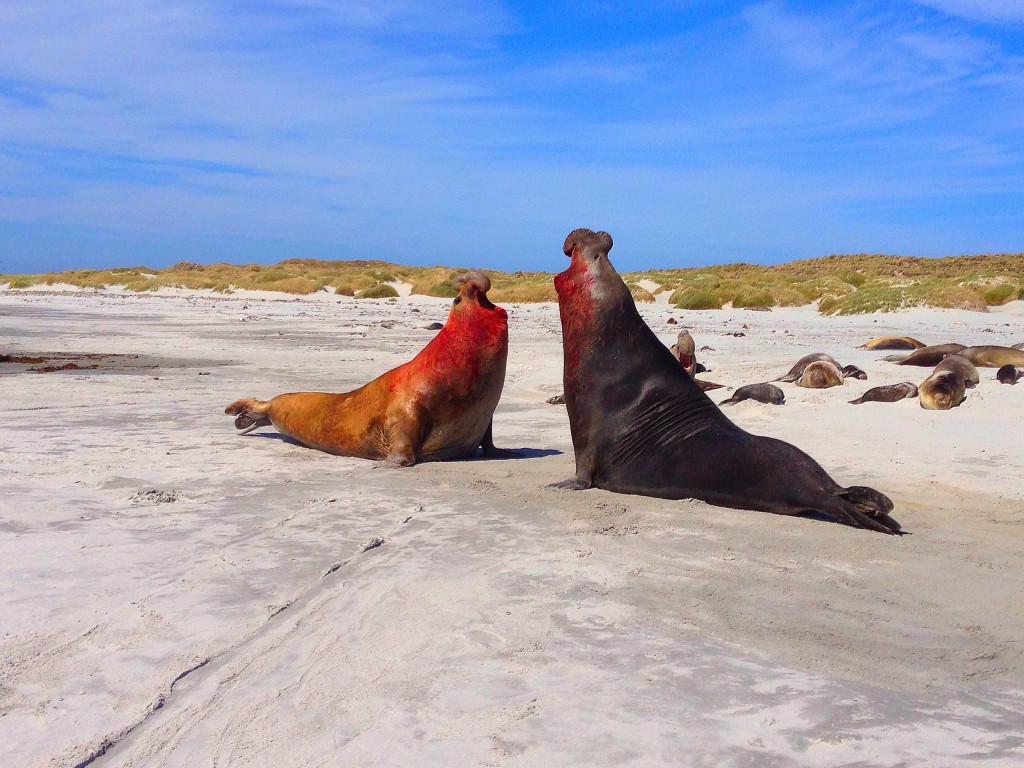 Sea Lion Island, Falkland Islands, elephant seals, fighting