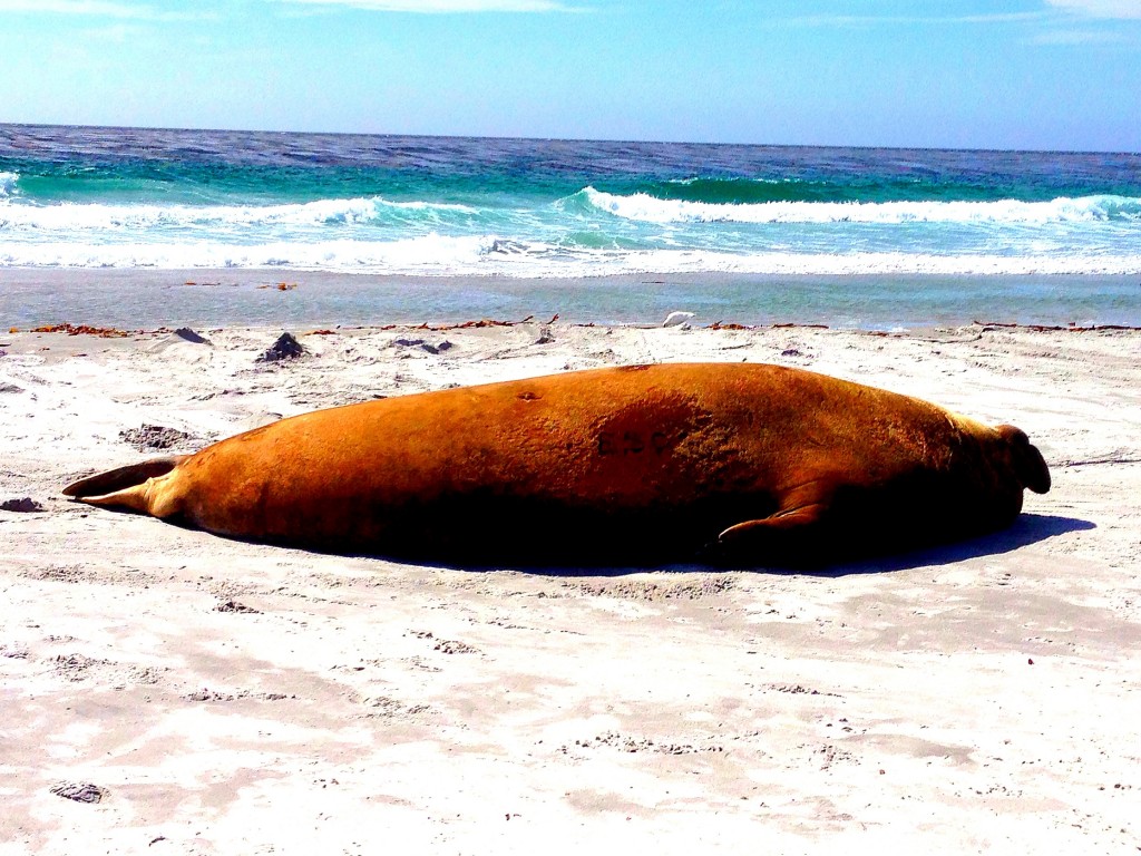 Sea Lion Island, Falkland Islands, elephant seal