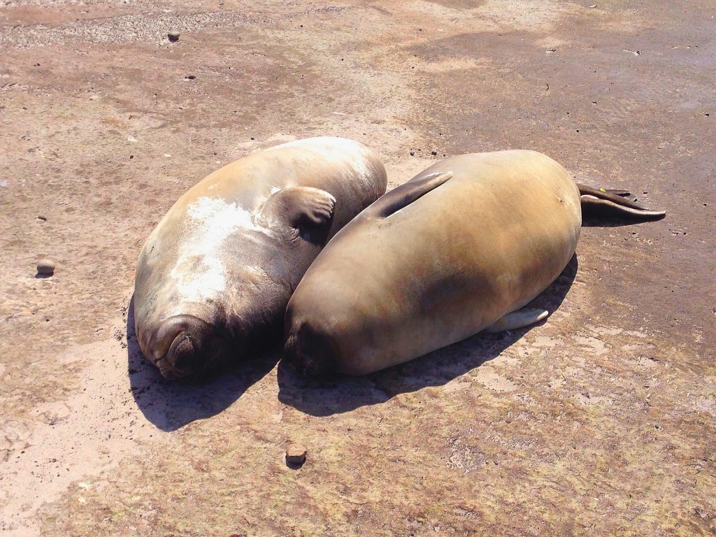 Sea Lion Island, seals, Falkland Islands