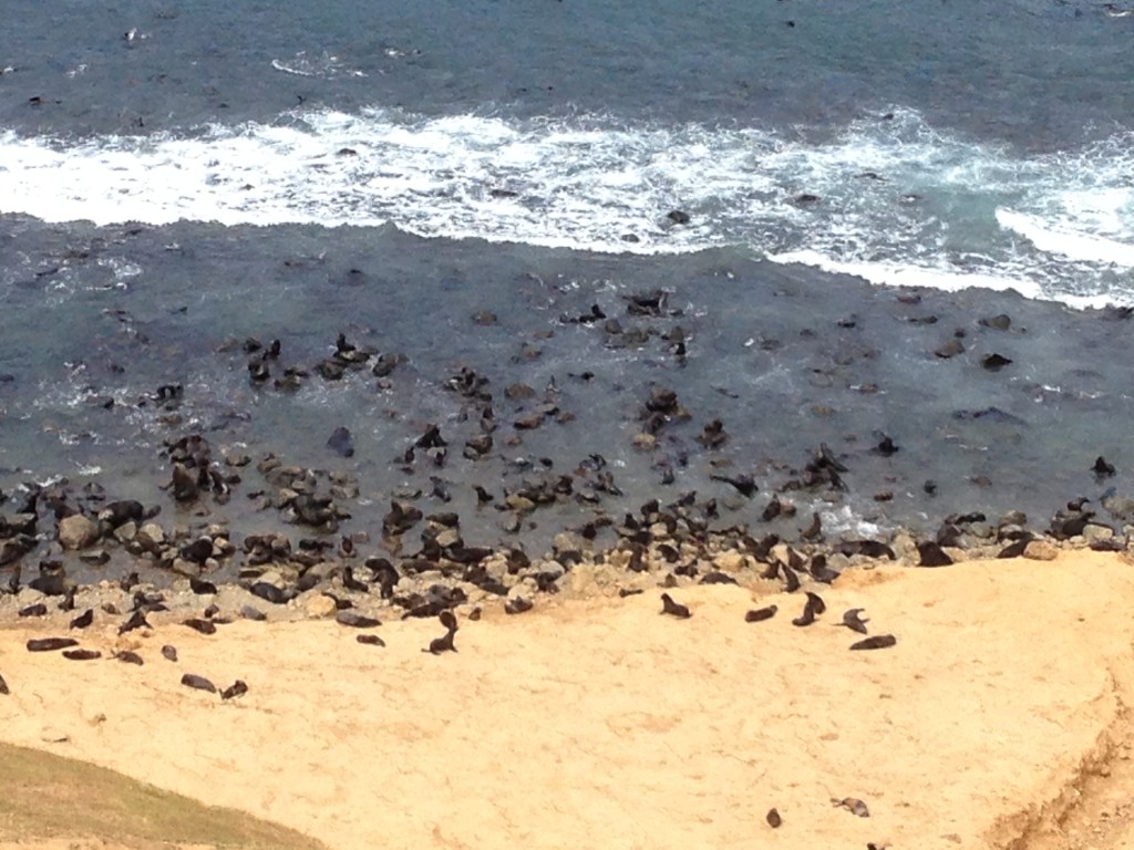 Robinson Crusoe Island, Chile, fur seals