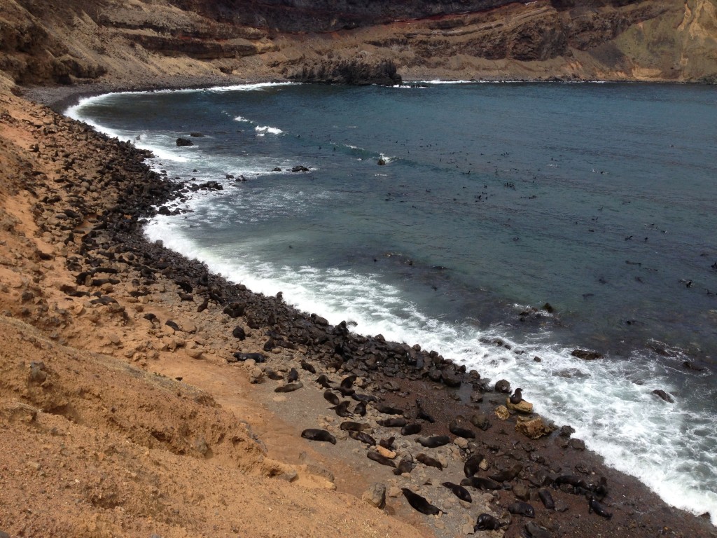 Robinson Crusoe Island, Chile, fur seals