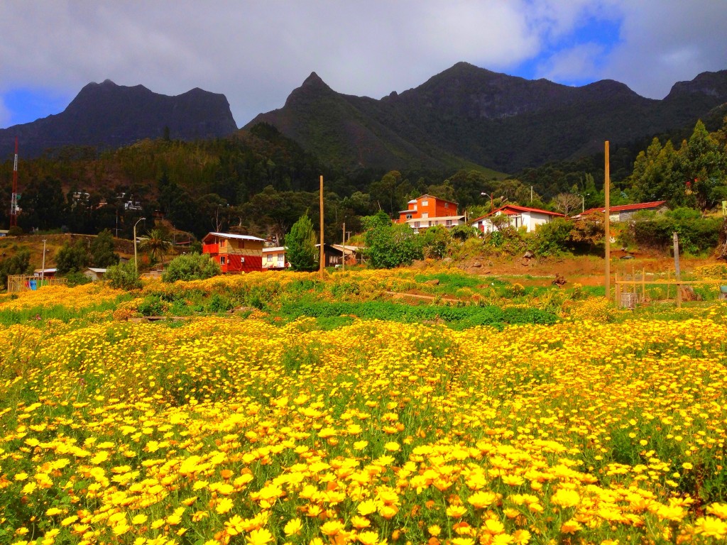 Robinson Crusoe Island, Chile, San Juan Bautista, pueblo, flowers