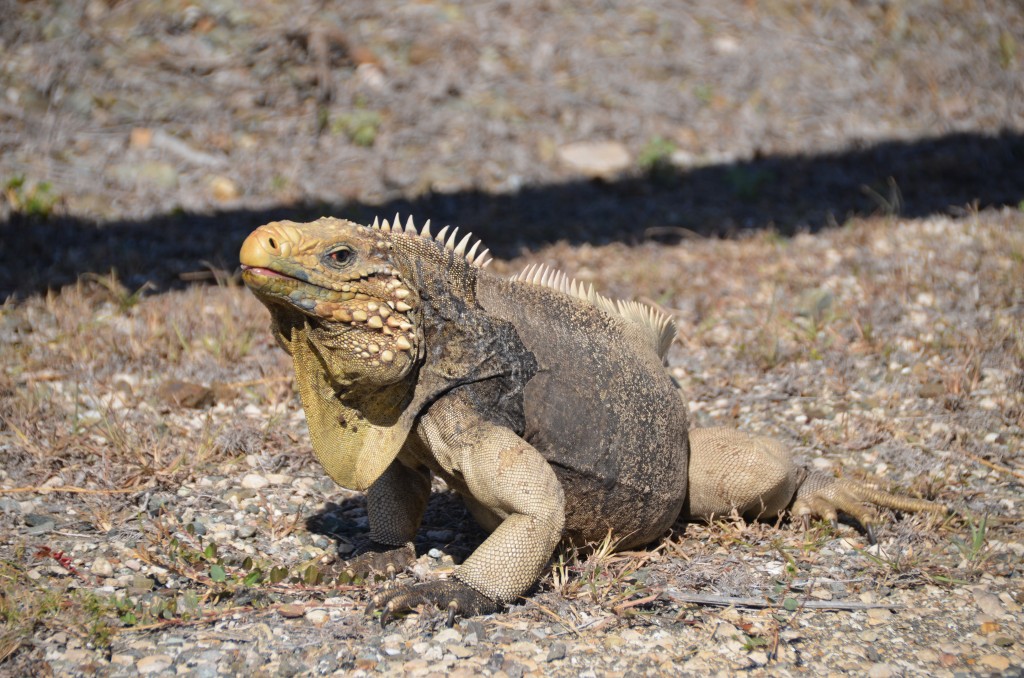 Guantanamo Bay, Guantanamo Bay Naval Station, iguana