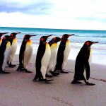 King Penguins, Falkland Islands