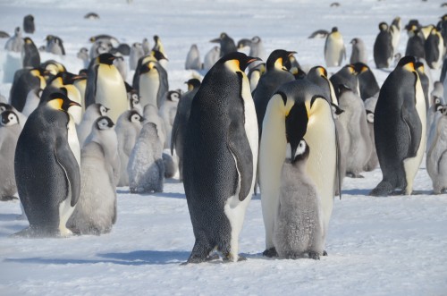 Emperor Penguin feeding chick, Antarctica