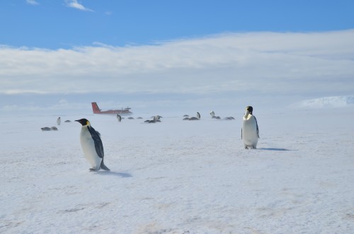 Emperor Penguins, Antarctica, plane