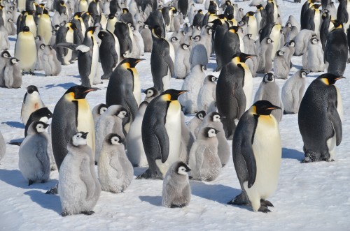 Emperor Penguins, Antarctica