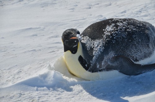 Emperor Penguin waking up, Antarctica