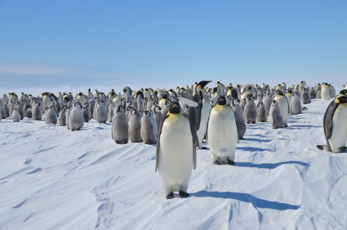 Emperor Penguins, Antarctica