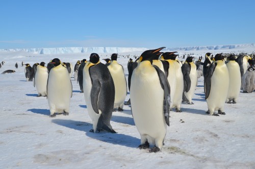 Emperor Penguins, Antarctica