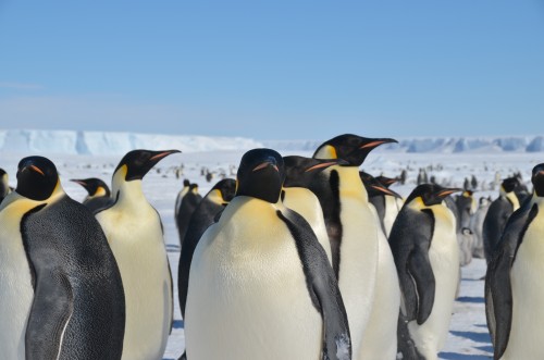 Emperor Penguins, Antarctica