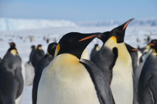 Emperor Penguins, Antarctica