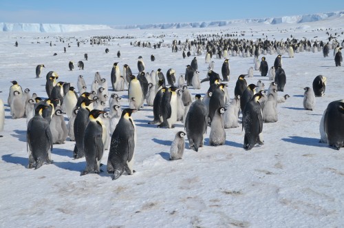 Emperor Penguins, Antarctica