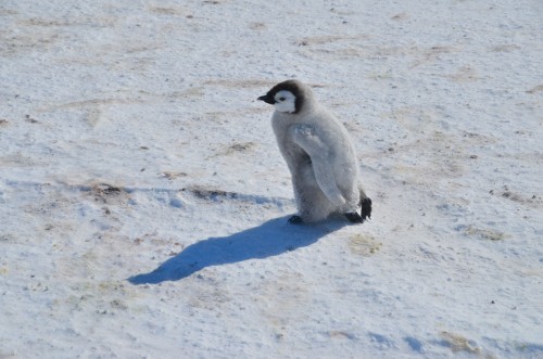 Baby Emperor Penguin, Antarctica