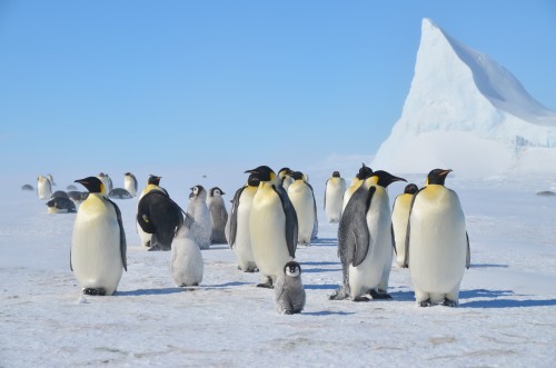 Emperor Penguins, Antarctica, ice