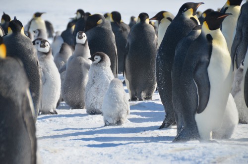 Emperor Penguins, Antarctica