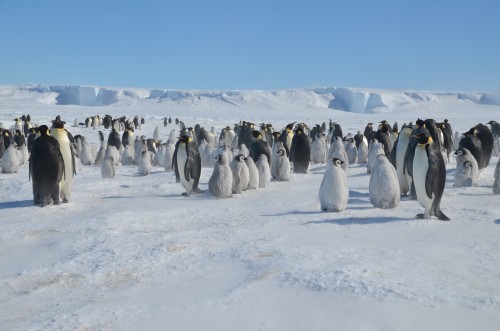 Emperor Penguins, Antarctica