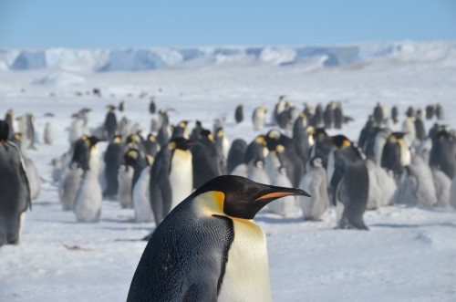 Emperor Penguin close up, Antarctica