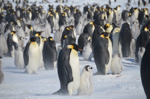 Emperor Penguins, Antarctica