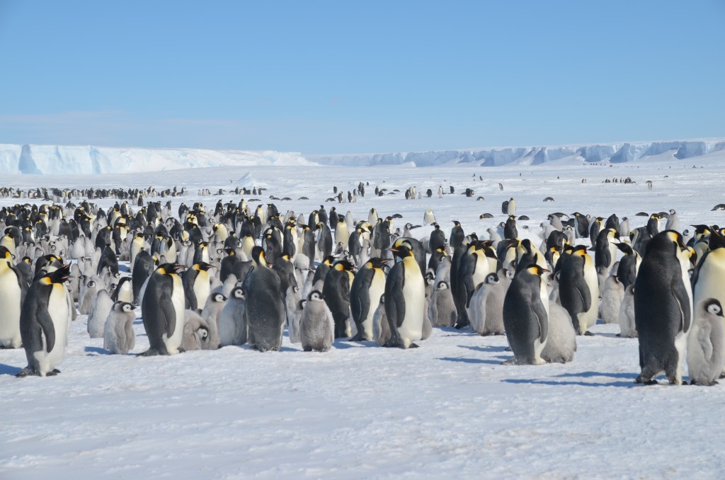 Emperor Penguins, Antarctica